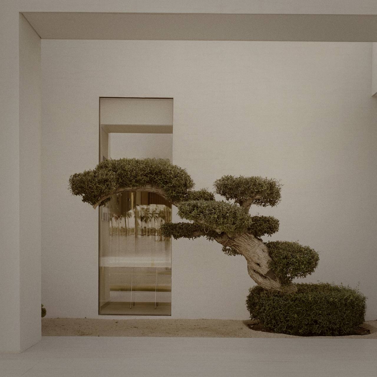 Featured image of a bonsai tree in front of Enso Design Lab's office, showcasing the brand's serene and aesthetically pleasing environment. Creative Director Ani Han is mentioned.