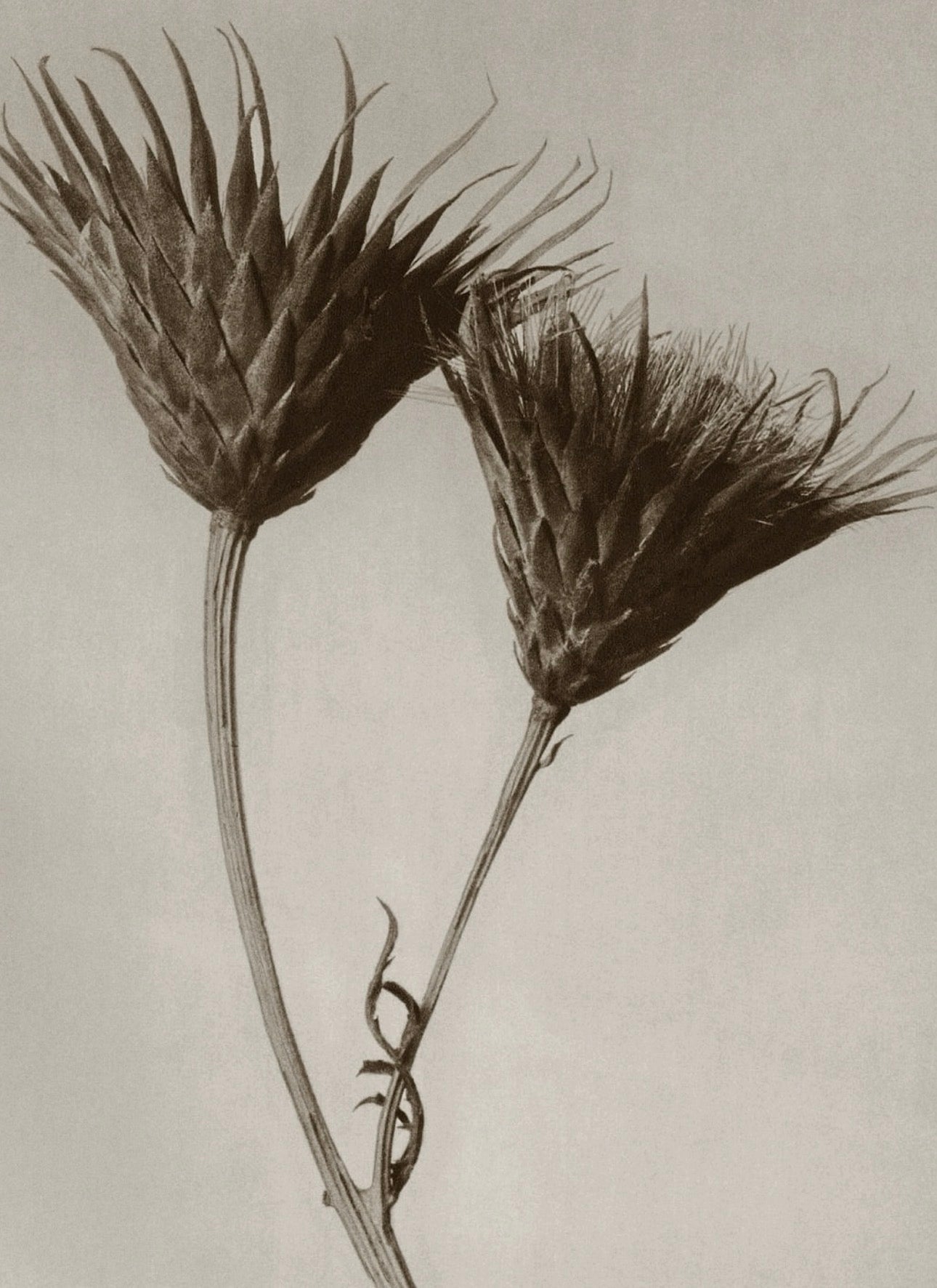 Two dried thistle flowers on a light background