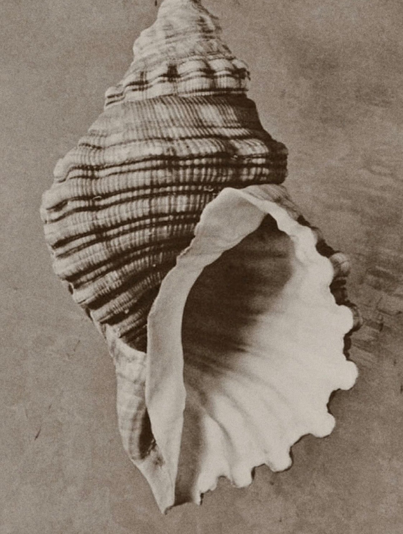 Black and white image of a large seashell on a textured background